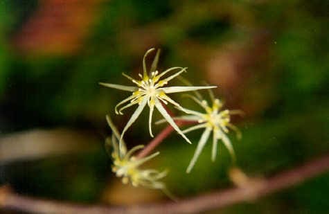 Coptis, standing in for Coptis chinensis