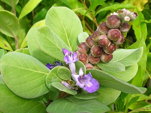 Viticoideae, standing in for Pygmaeopremna herbacea