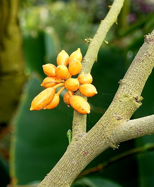 Goniothalamus amuyon