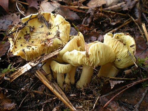 Tricholoma, standing in for Tricholoma hirsutum