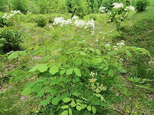 Thalictrum baicalense