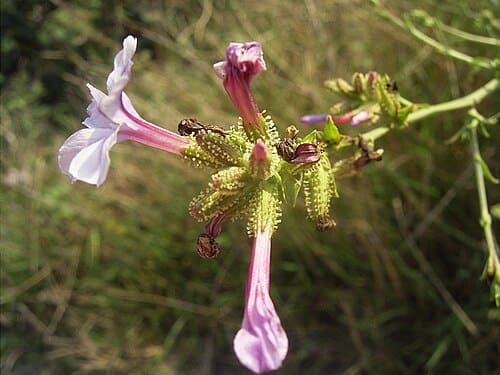 Plumbaginaceae, standing in for Plumbagella micrantha