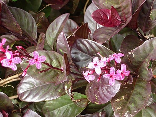 Pseuderanthemum, standing in for Pseuderanthemum thailandicum