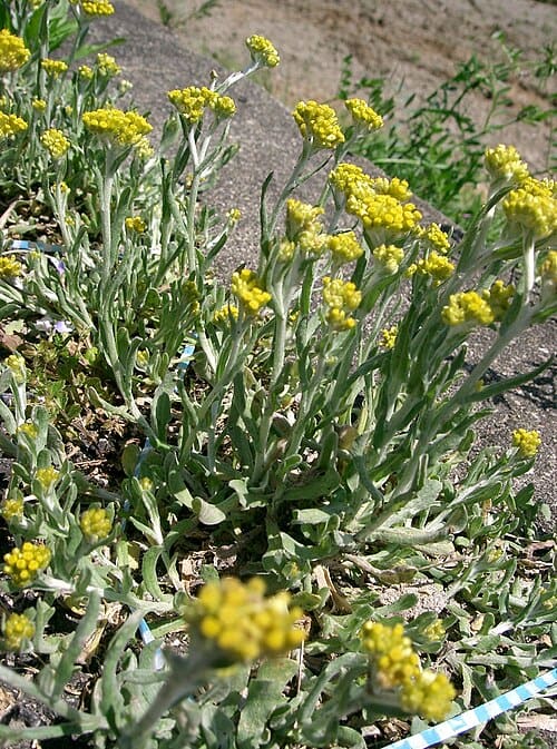 Gnaphalium affine