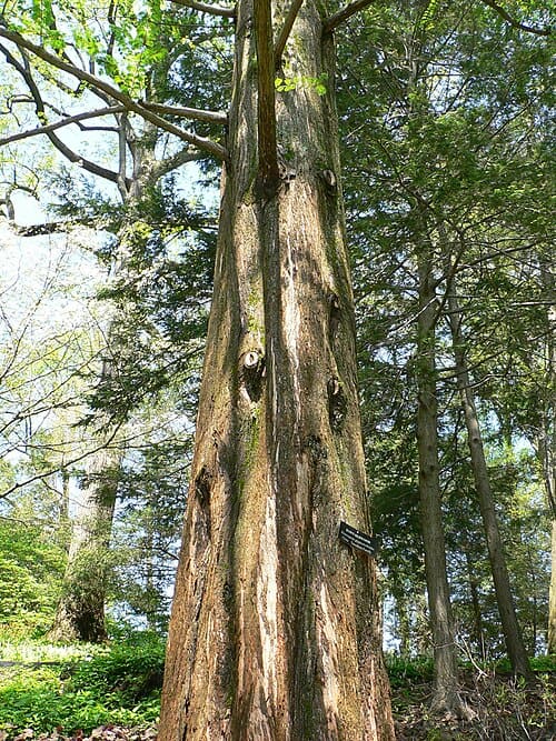 Metasequoia glyptostroboides