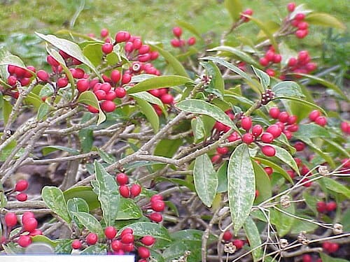 Skimmia reevesiana