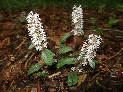 Ajuga nipponensis