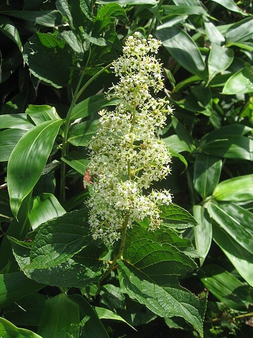 Tripterygium hypoglaucum