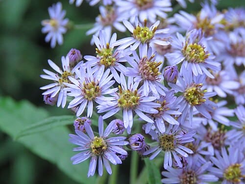 Aster albescens