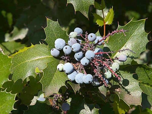 Mahonia, standing in for Mahonia chengkouensis