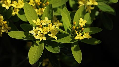 Daphne, standing in for Daphne racemosa