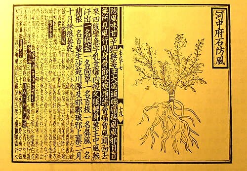 Saposhnikovia divaricata