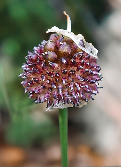 Allium