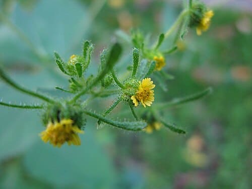 Sigesbeckia, standing in for Sigesbeckia glabrescens