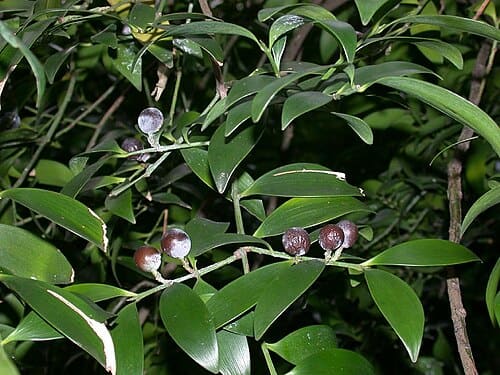 Podocarpus nagi