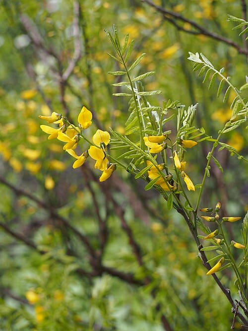 Sophora koreensis