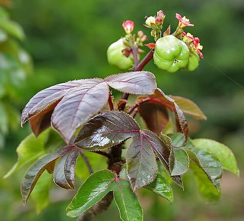 Jatropha gossypiifolia
