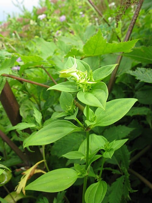 Halenia corniculata
