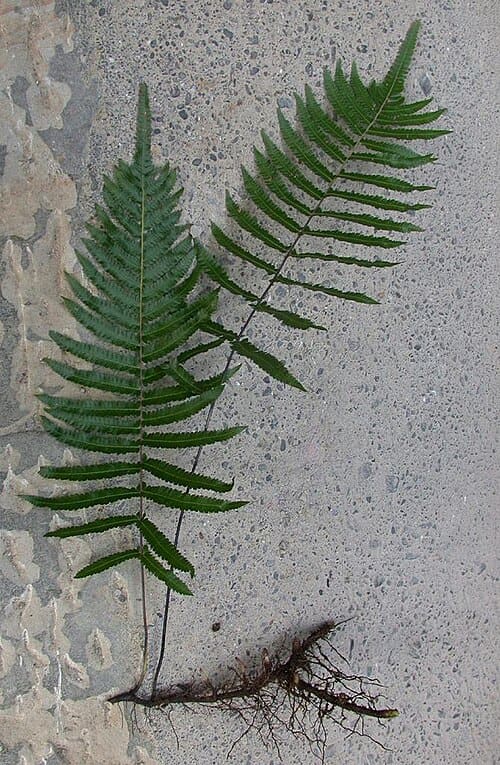 Thelypteris, standing in for Thelypteris torresiana