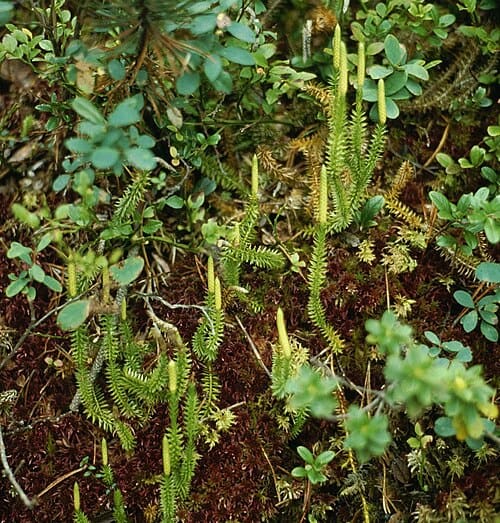 Lycopodium, standing in for Lycopodium spicatum