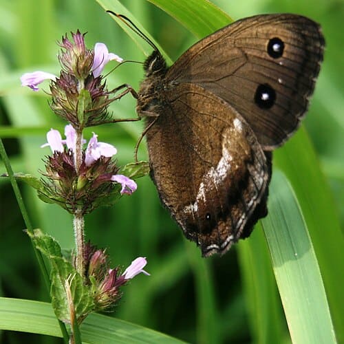 Clinopodium chinense