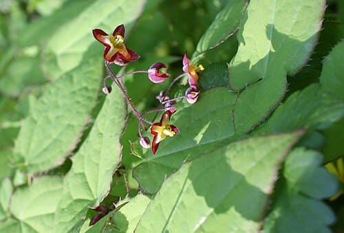 Epimedium, standing in for Epimedium myrianthum