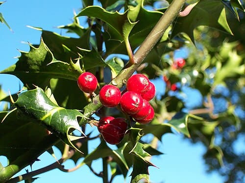 Ilex, standing in for Ilex kudingcha