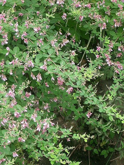 Lespedeza bicolor