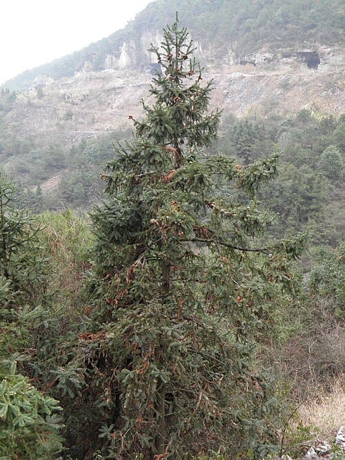 Cunninghamia