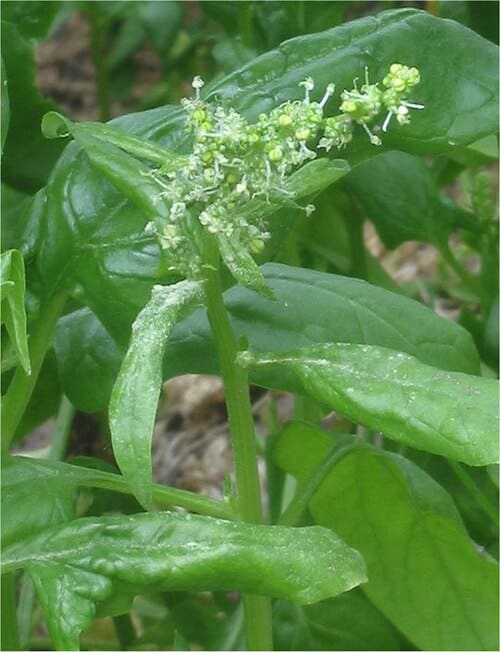 Spinacia oleracea
