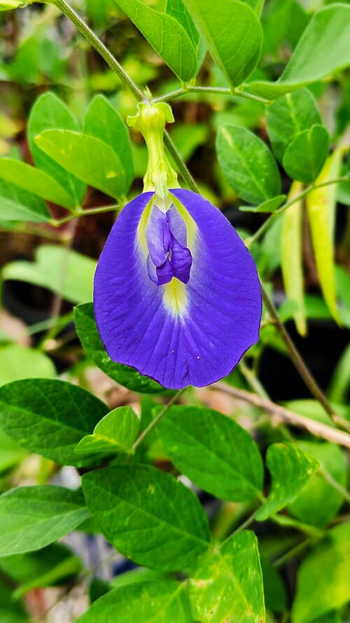 Clitoria ternatea