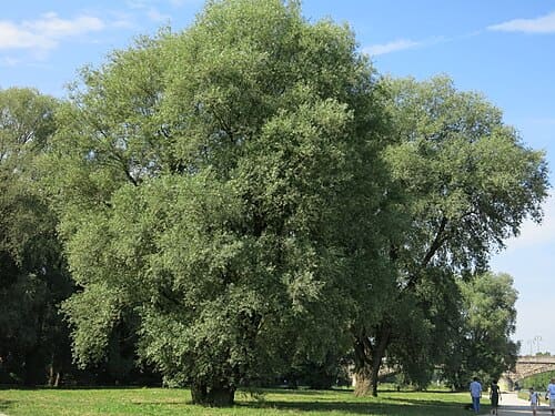 Salix alba