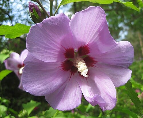 Hibiscus syriacus