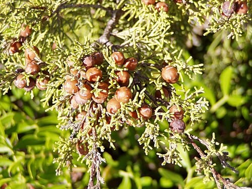 Juniperus, standing in for Juniperus montana