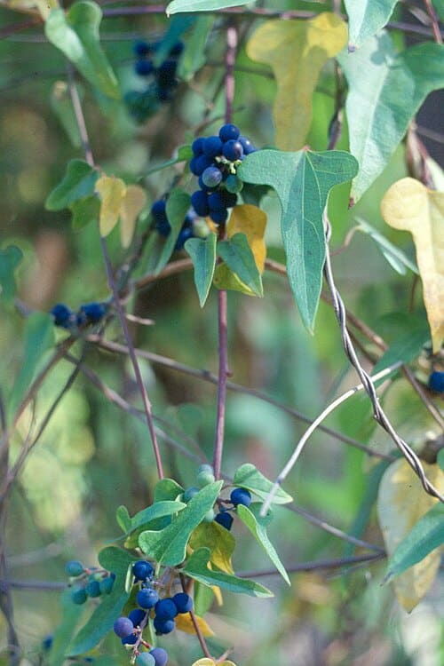 Cocculus