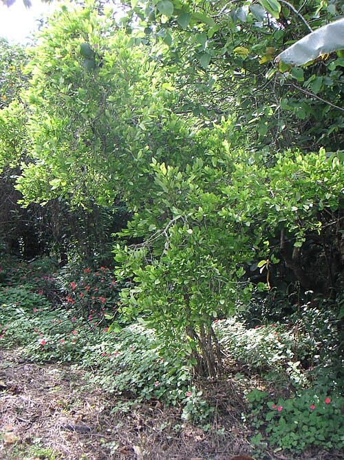 Erythroxylum coca
