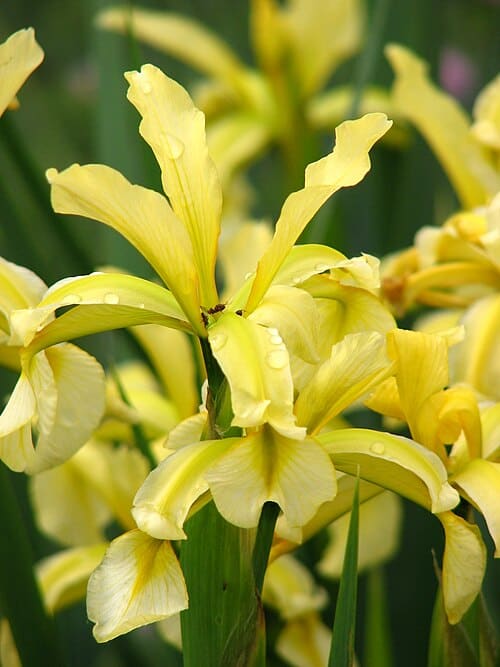 Iris halophila