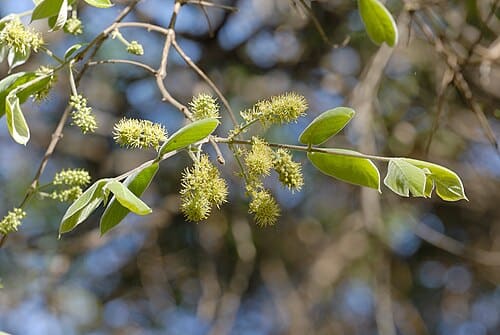 Combretum molle