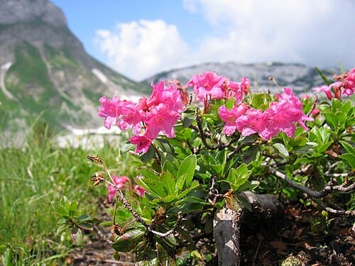 Rhododendron hirsutum