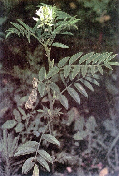Glycyrrhiza, standing in for Glycyrrhiza aspera