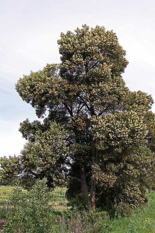 Acacia melanoxylon