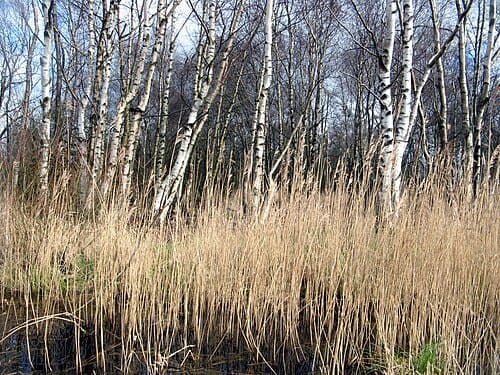 Betula pubescens
