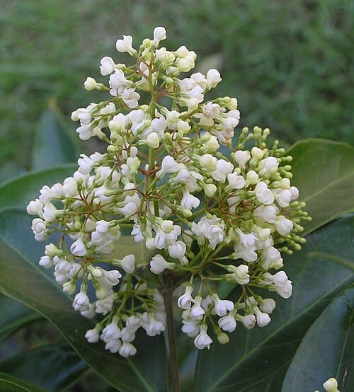 Parameria, standing in for Parameria laevigata