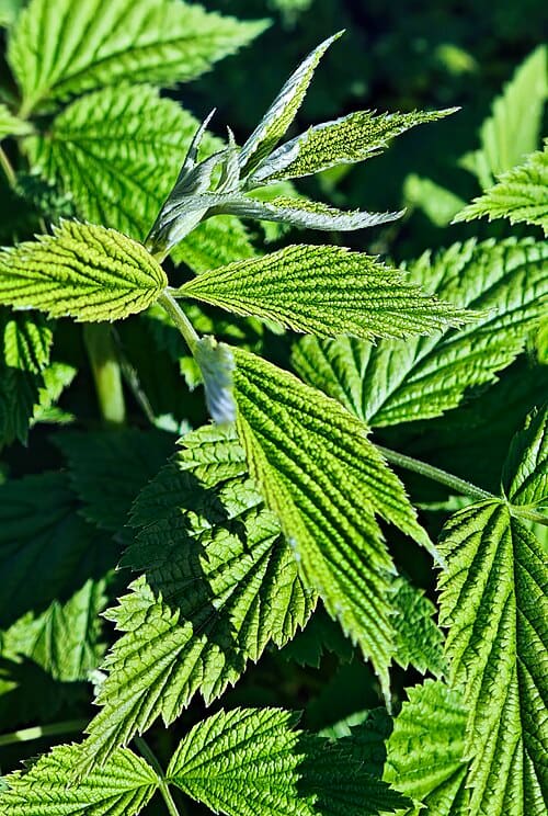 Rubus idaeus