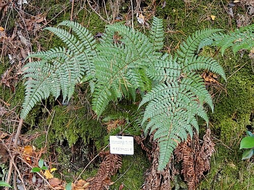 Dryopteris championii