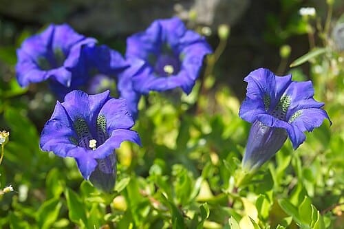 Gentiana