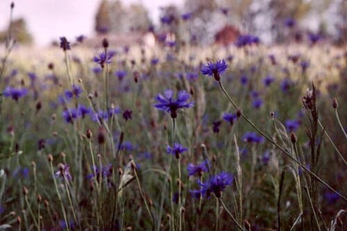 Centaurea cyanus