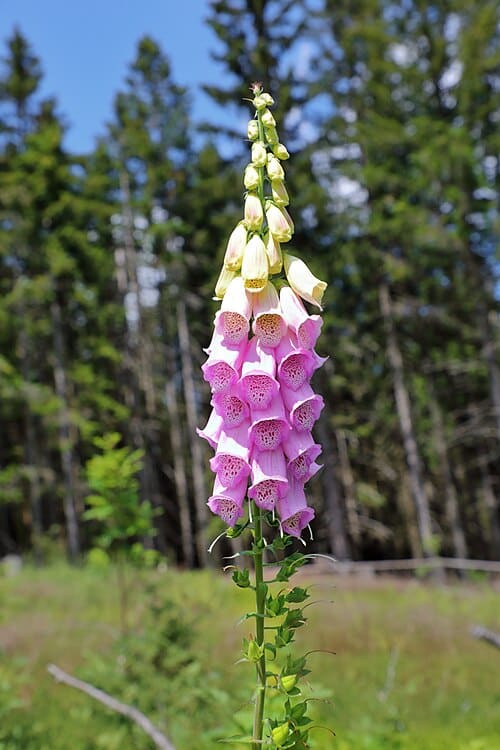 Digitalis, standing in for Digitalis sibirica