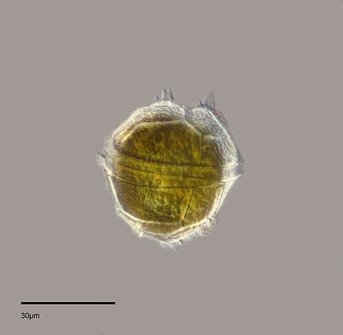 Peridinium, standing in for Peridinium bipes