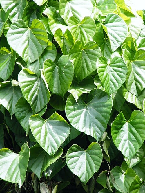 Tinospora, standing in for Tinospora capillipes